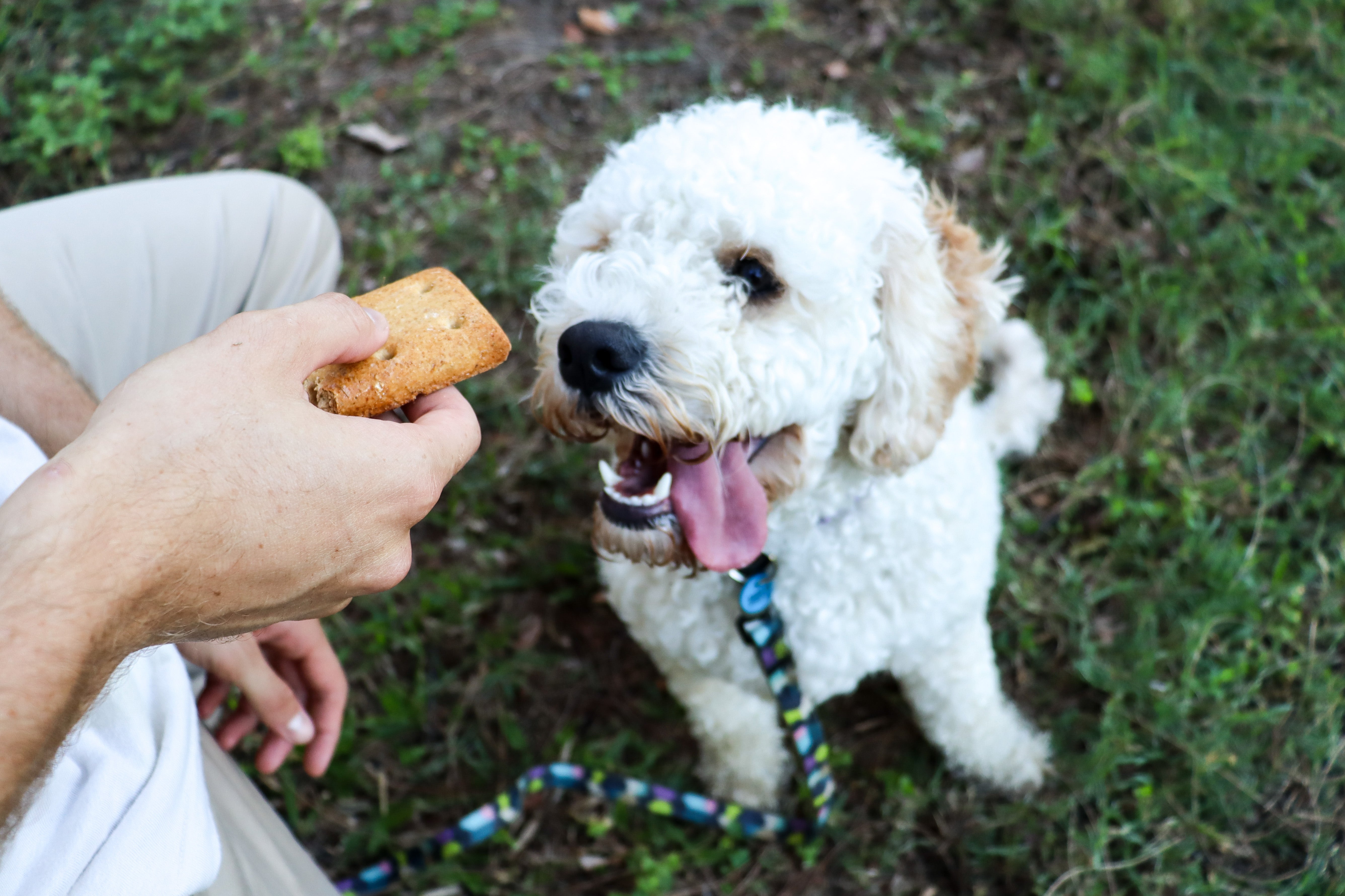 Farrell's 4x2 dog biscuits hotsell